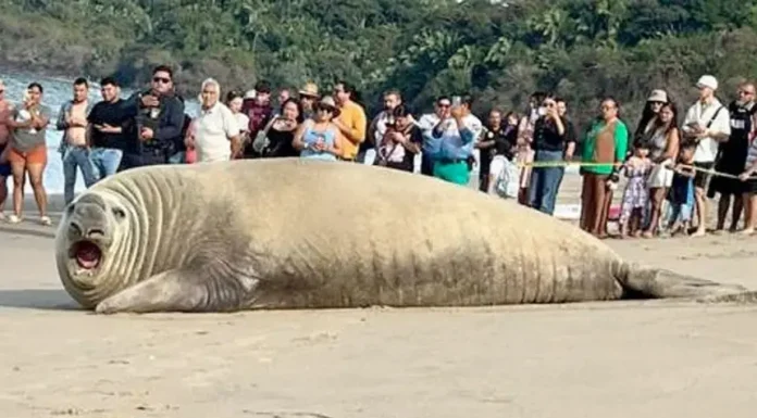 #VIDEO Sorprende elefante marino en playa de Los Ayala, Nayarit