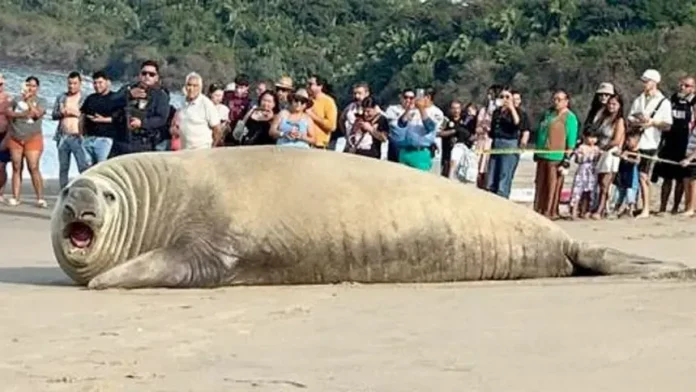 elefante-marino-recostado-en-la-playa-los-ayala-na-860x484