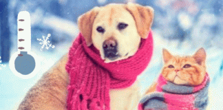Temporada de frío en México: cuidados esenciales para tu salud, plantas y mascotas