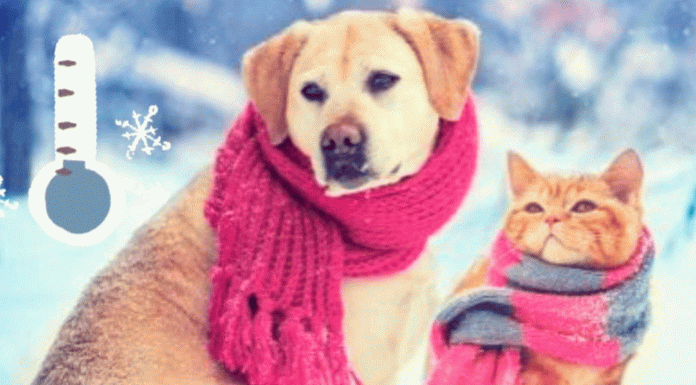 Temporada de frío en México: cuidados esenciales para tu salud, plantas y mascotas