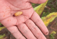 Detectan posible caso de gusano barrenador en humano en Guerrero