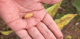 Detectan posible caso de gusano barrenador en humano en Guerrero