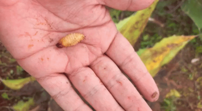 Detectan posible caso de gusano barrenador en humano en Guerrero