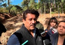 Sin casos de gusano barrenador en Morelia