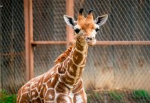 ¡A votar! Abre Zoológico convocatoria para nombrar a su nueva cría de jirafa