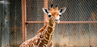 ¡A votar! Abre Zoológico convocatoria para nombrar a su nueva cría de jirafa