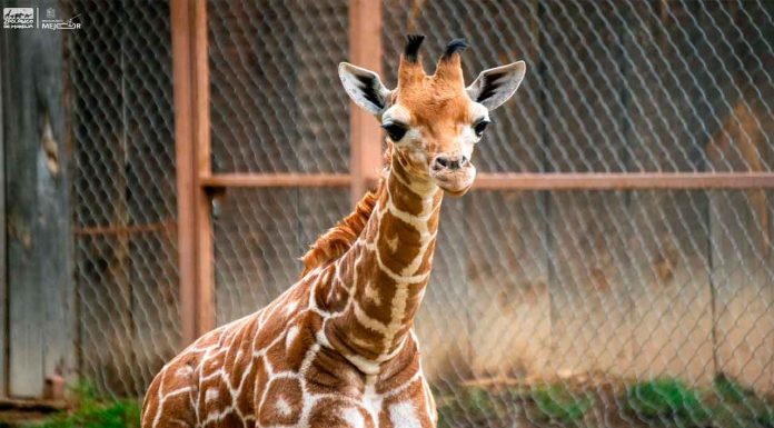 ¡A votar! Abre Zoológico convocatoria para nombrar a su nueva cría de jirafa