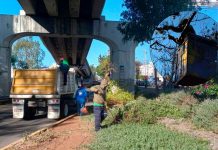 Permanentes, acciones de poda sanitaria en Morelia