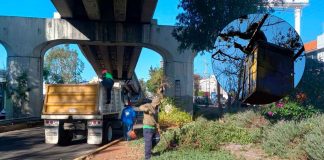 Permanentes, acciones de poda sanitaria en Morelia