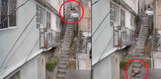 #VIDEO|Hombre arroja a perro ‘Lobito’ por escaleras tras pelea de canes