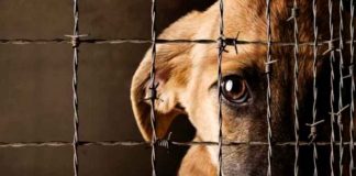 ¿Cómo denunciar maltrato animal en Morelia? Te decimos paso a paso