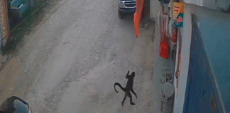 #VIDEO/ Mono araña agrede a una mujer en tienda de Comitán; autoridades activan protocolo sanitario