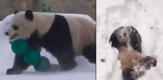 #VIDEO Pandas convierten tormenta invernal en un espectáculo de ternura en Washington D. C.
