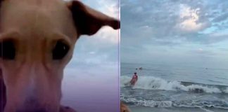 VIDEO// Un lomito travieso roba un celular en la playa y regala risas al mundo