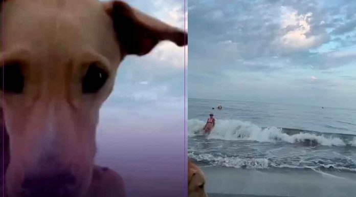 VIDEO// Un lomito travieso roba un celular en la playa y regala risas al mundo