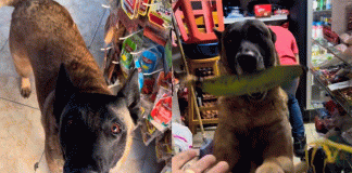 #VIDEO/ Un perrito conquista internet como “ayudante” de tienda