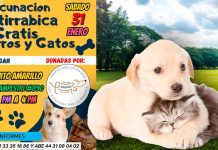 Realizarán feria de adopción y bazar con vacunación antirrábica gratuita este 31 de enero