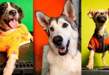 IMPA invita a cambiar una vida con la Primera Jornada de Adopción de lomitos y michis