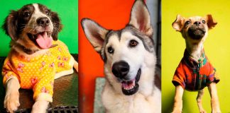 IMPA invita a cambiar una vida con la Primera Jornada de Adopción de lomitos y michis