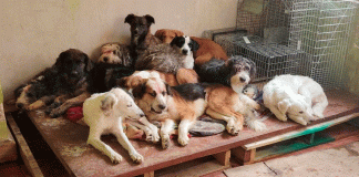 Del abandono a la esperanza: la Fiscalía rescató cientos de caninos en 2025