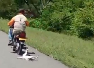 #Video||Sujeto en su motocicleta fue grabado mientras arrastraba a un perrito por la carretera