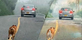 #VIDEO//Perro persigue a su dueño desesperado tras ser abandonado en la carretera por su dueño