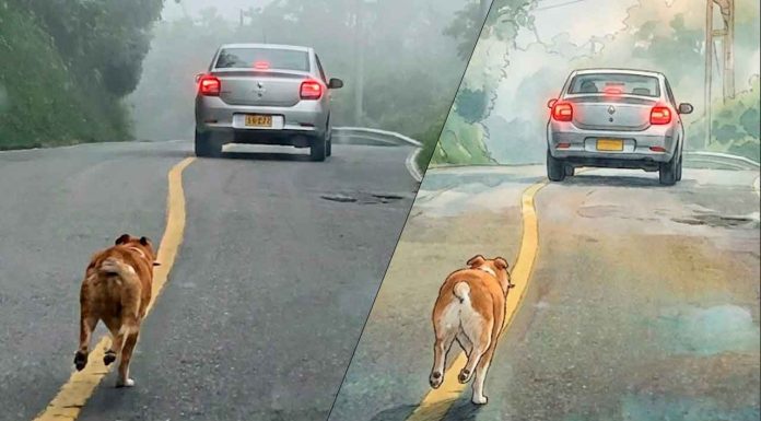 #VIDEO//Perro persigue a su dueño desesperado tras ser abandonado en la carretera por su dueño