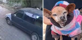 #VIDEO//Captan abandono de perrita chihuahua con problemas de visión en Coacalco
