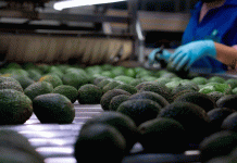 ProForest garantiza que el aguacate que llega a las mesas está libre de deforestación