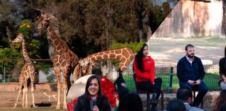 Bodas masivas, pícnic, arte y cultura; así será el megafestejo del amor en Michoacán