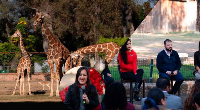 Bodas masivas, pícnic, arte y cultura; así será el megafestejo del amor en Michoacán