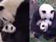 #VIDEO || El amor que no cambia: mamá panda y su cría a lo largo de los años derriten las redes