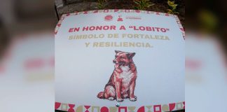 Renombran callejón en Naucalpan para honrar a “Lobito”, perrito símbolo de resiliencia