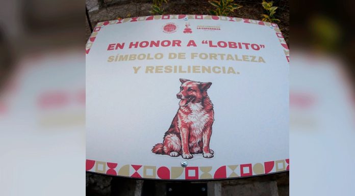 Renombran callejón en Naucalpan para honrar a “Lobito”, perrito símbolo de resiliencia