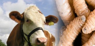 Yucatán sobrepasa los 1 600 casos de infestación por gusano barrenador en animales