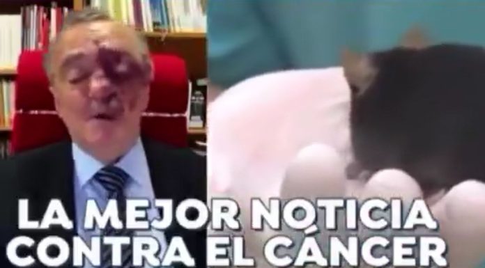 #SEGUIMIENTO #VIDEO || Son 30 millones de euros los que se necesitan para probar en humanos terapia que eliminó cáncer de páncreas en ratones