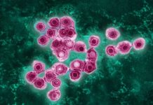 Cambio climático facilita avance de enfermedad tropical en Europa y alerta sobre impacto en América