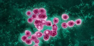 Cambio climático facilita avance de enfermedad tropical en Europa y alerta sobre impacto en América