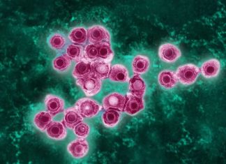 Cambio climático facilita avance de enfermedad tropical en Europa y alerta sobre impacto en América