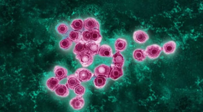 Cambio climático facilita avance de enfermedad tropical en Europa y alerta sobre impacto en América