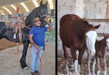 Agentes de Viaje de Michoacán con experiencia ecuestre en Yeguadera Pedernales