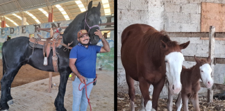 Agentes de Viaje de Michoacán con experiencia ecuestre en Yeguadera Pedernales