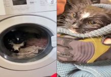 #VIDEO || Gato sobrevive tras quedar atrapado en lavadora encendida por accidente en Moscú