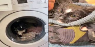#VIDEO || Gato sobrevive tras quedar atrapado en lavadora encendida por accidente en Moscú