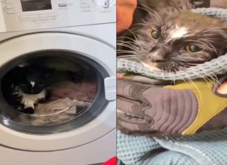 #VIDEO || Gato sobrevive tras quedar atrapado en lavadora encendida por accidente en Moscú