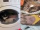 #VIDEO || Gato sobrevive tras quedar atrapado en lavadora encendida por accidente en Moscú