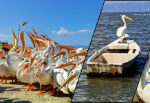 Regresa el Festival del Pelícano Borregón a la isla de Petatán, que estrenará imagen urbana