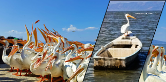 Regresa el Festival del Pelícano Borregón a la isla de Petatán, que estrenará imagen urbana