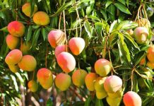 Mango en Michoacán ocupa más apoyo, señalan productores