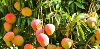 Mango en Michoacán ocupa más apoyo, señalan productores